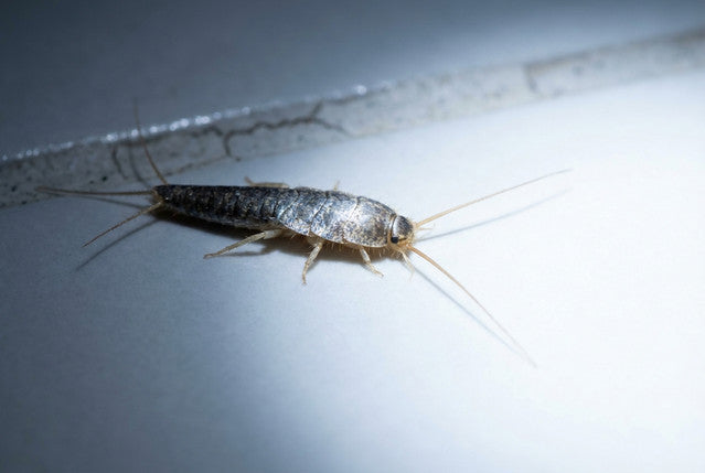 Silberfische effektiv loswerden & bekämpfen