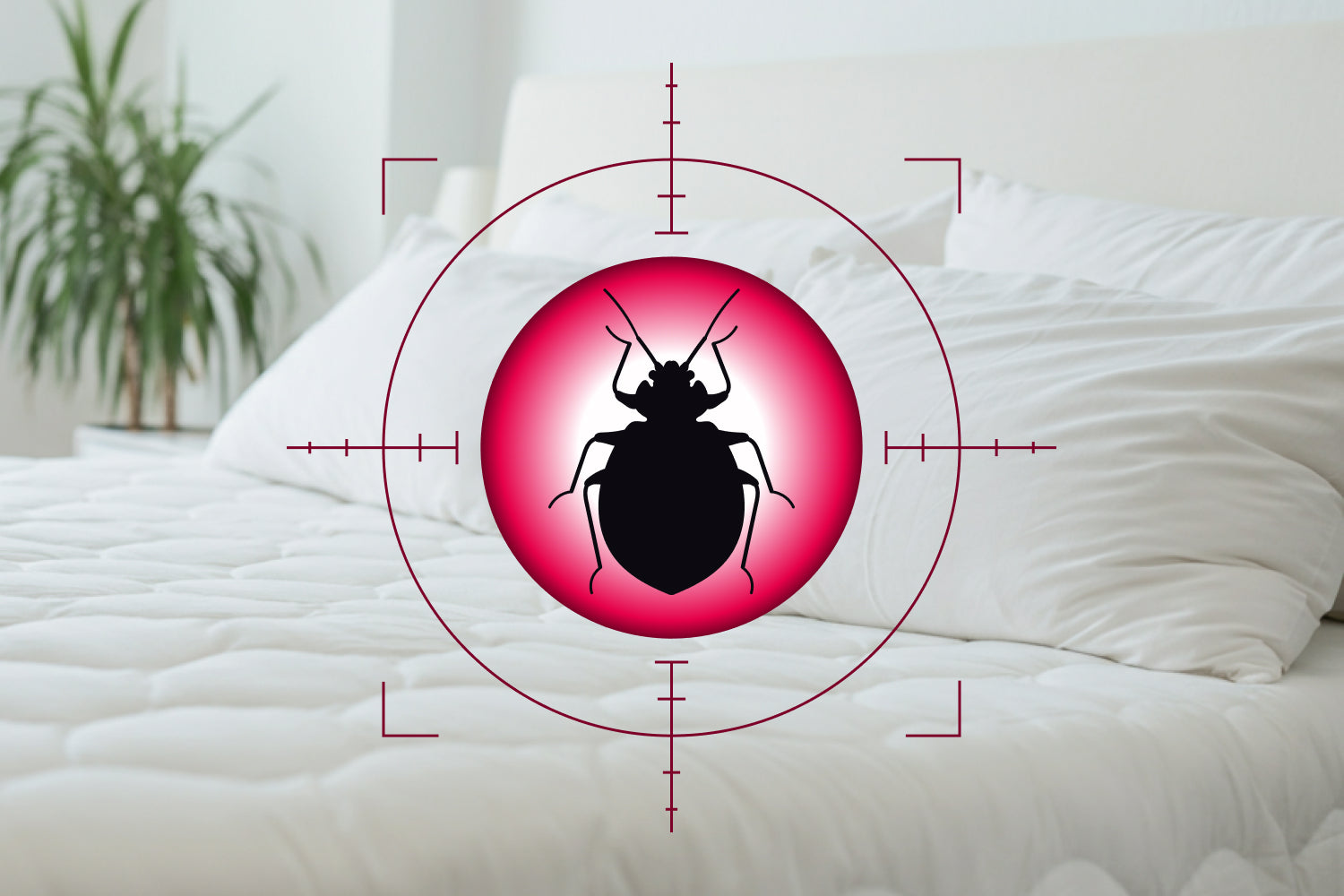 Bild von einem Bett mit weißen Decken und Kissen, darauf ist ein Fadenkreuz mit einer Bettwanze platziert