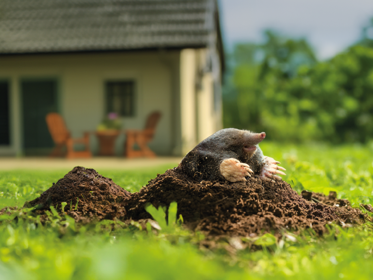Maulwurf gräbt einen Erdhügel im Garten vor einem Haus mit Terrasse.
