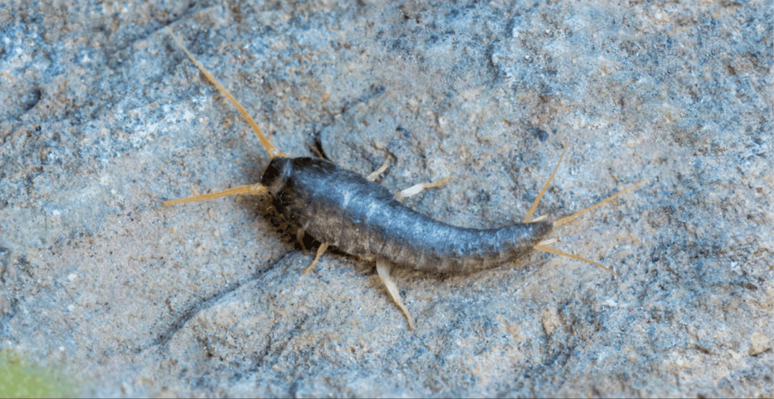 Silberfischchen Tipps