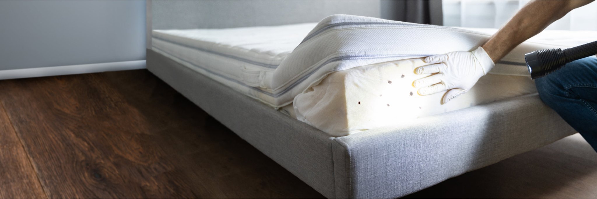 Matratze mit Bettwanzenbefall wird von einer Person mit Handschuhen und Taschenlampe inspiziert