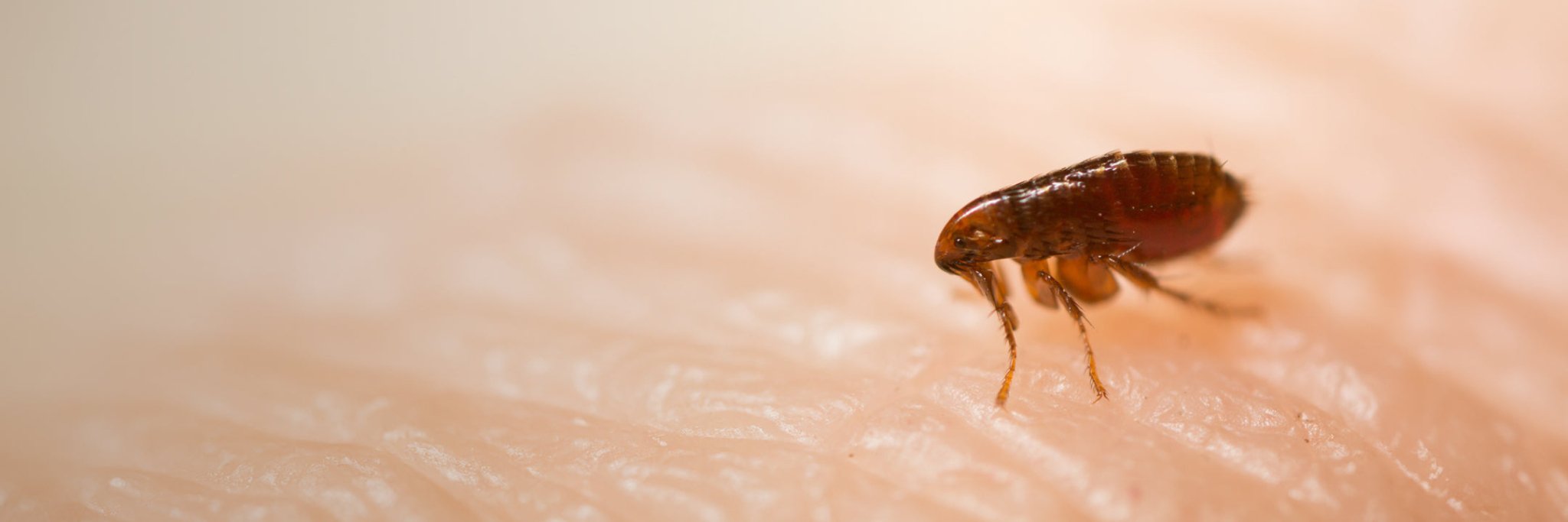 Nahaufnahme von einem Floh auf der Hautoberfläche eines Menschen