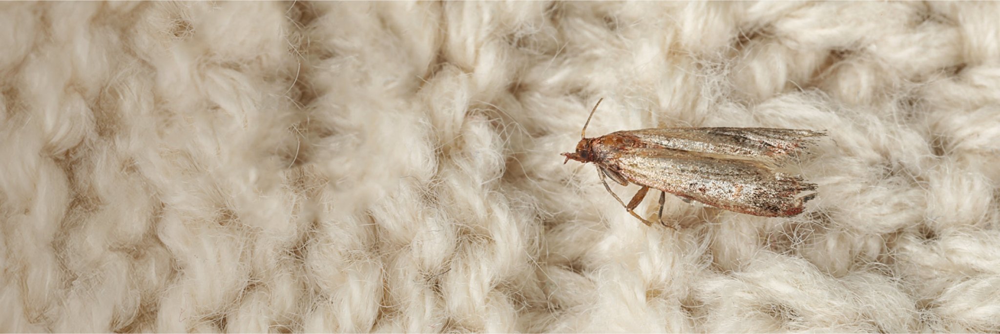 Kleidermotte sitzt auf einem Wollpullover