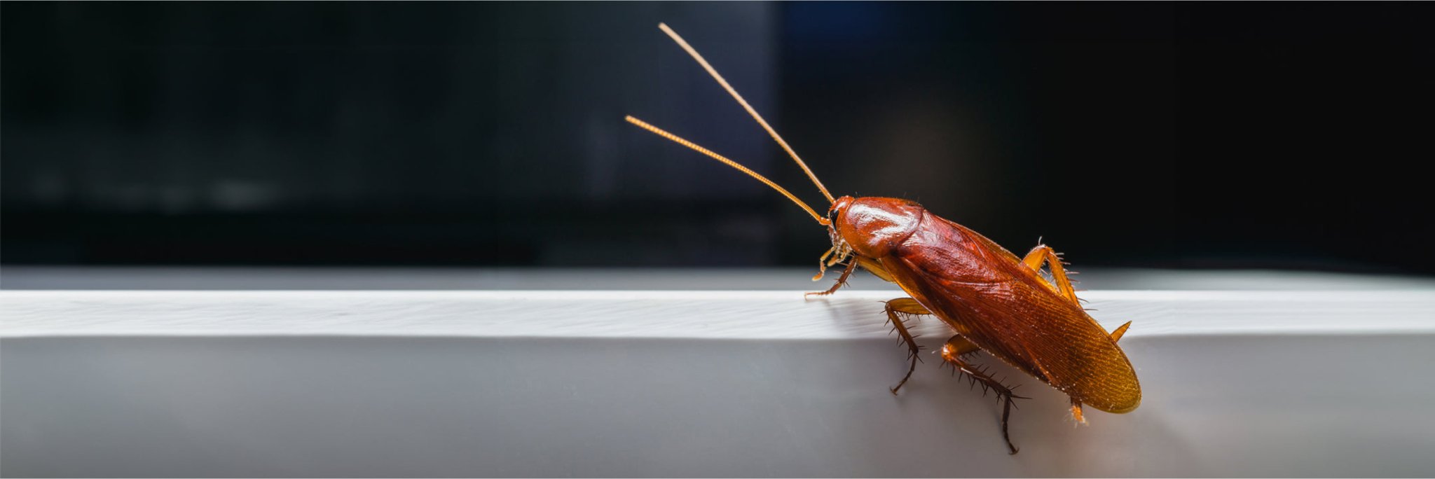 Eine Küchenschabe auf der Kante eines Möbelstücks