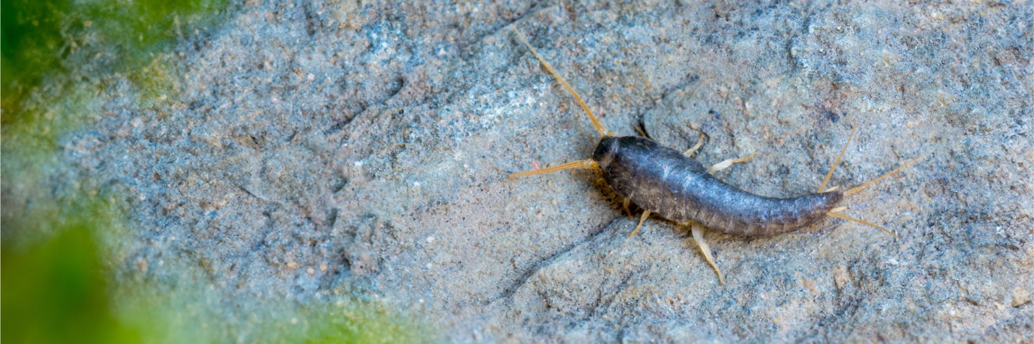 Mitteln gegen Silberfischchen - Bekämpfen von Silberfischche