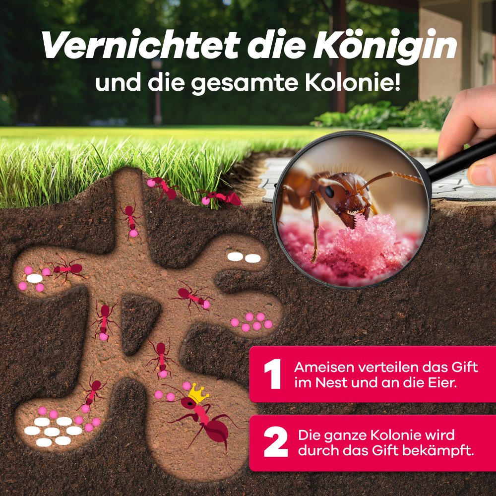 Ameisenkolonie in einem Nest, das mit Gift bekämpft wird, um die Königin zu eliminieren.