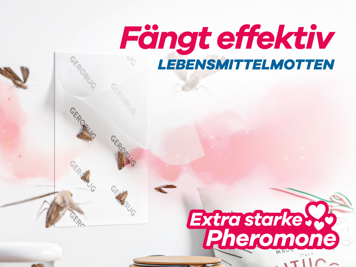 Lebensmittelmotten Falle