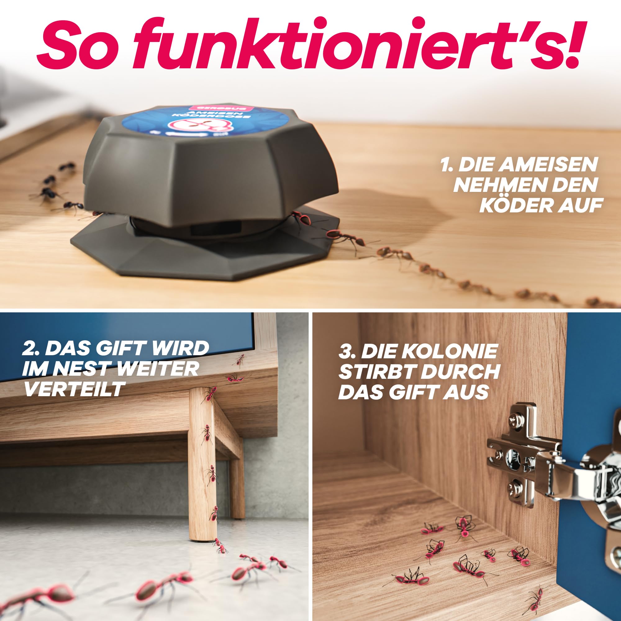 Illustration, die zeigt, wie eine Köderdosen-Ameisenfalle in drei Schritten funktioniert, mit Bildern von Ameisen in der Nähe des Köders, die Gift verteilen und sterben. Ideal für Ameisen-Bekämpfung in Wohnbereichen.