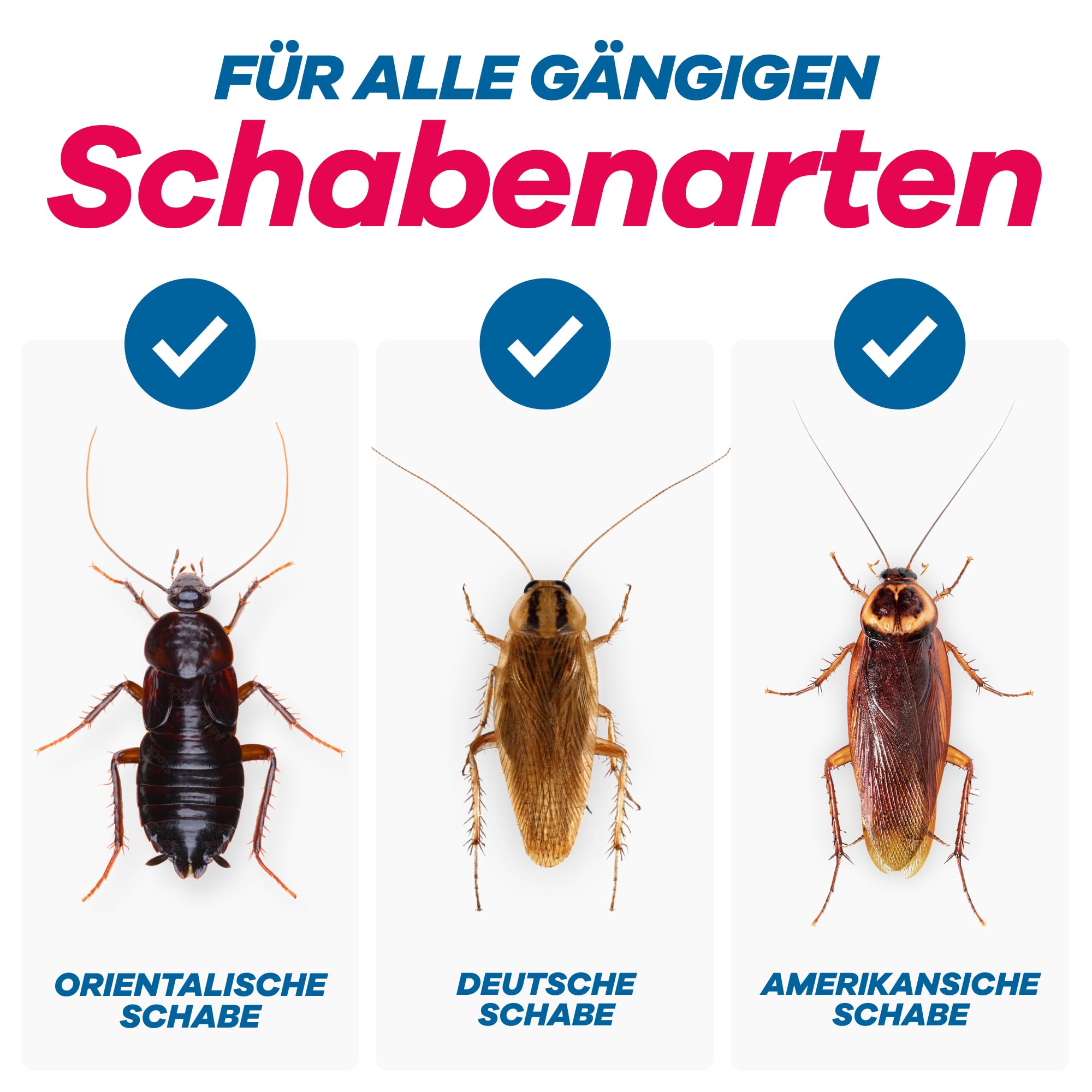 Effektive Bekämpfung von Schaben: Gerobug wirkt zuverlässig bei verschiedenen Arten, einschließlich Deutscher und Amerikanischer Schabe