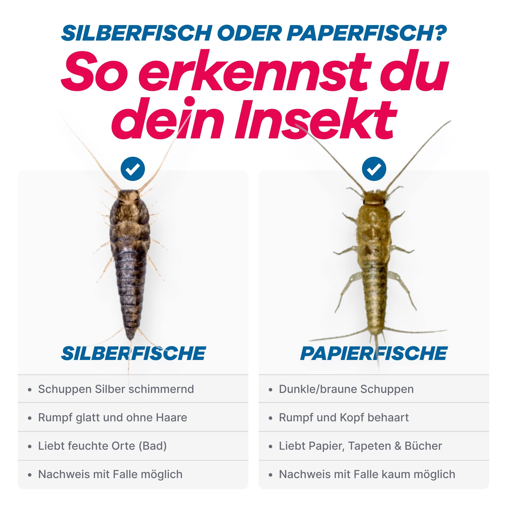 Vergleich von Silberfisch und Papierfisch: Merkmale und Unterschiede zur sicheren Identifizierung beider Insekten