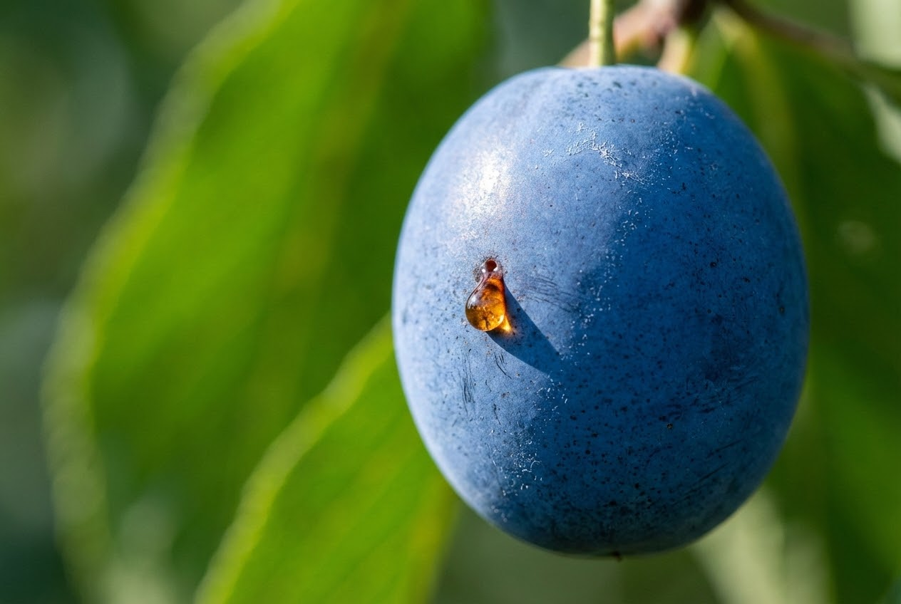 Makroaufnahme einer Pflaume mit Gummifluss-Symptom des Pflaumenwicklers.
