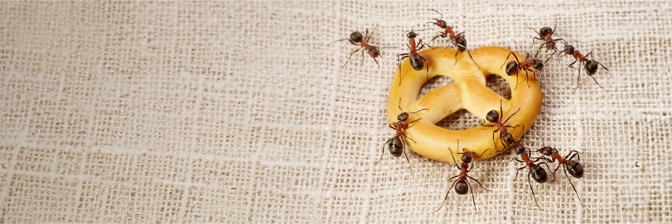 Ameisen inspizieren ein Stück Gebäck auf einem Tuch liegend