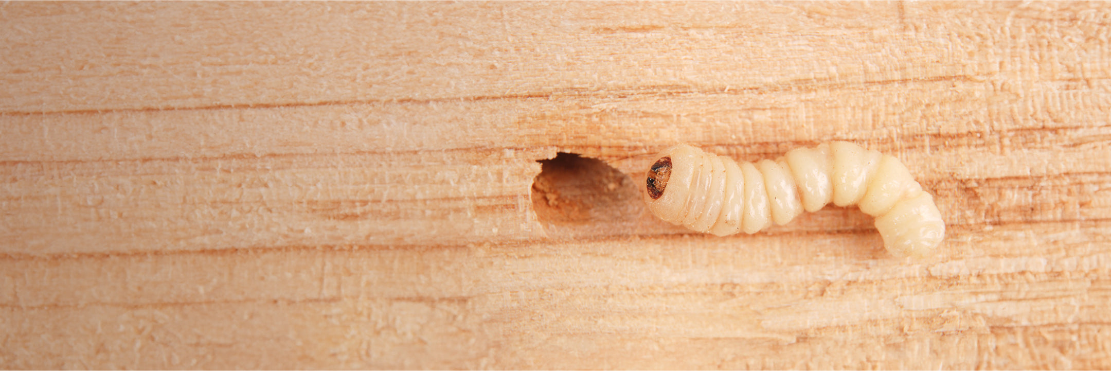 Holzwurm auf einem Stück Holz mit Loch