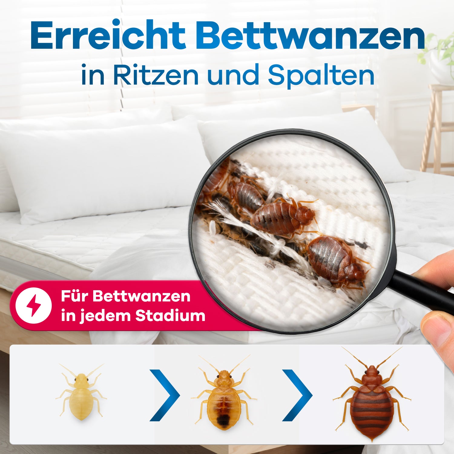 Lupe, die Bettwanzen im Bett zeigt